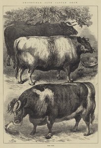 Smithfield Club Cattle Show, cena volů
